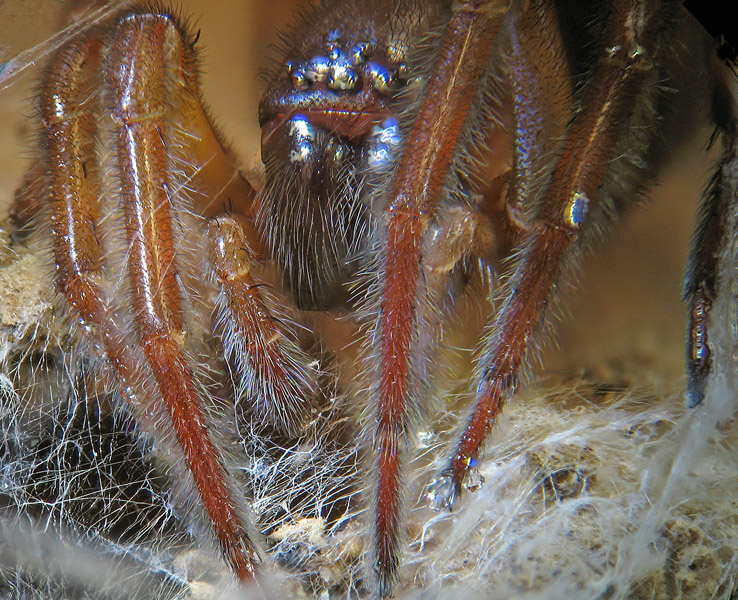 Amaurobius sp.